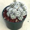 Mammillaria_gracilis_monstrosa